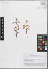 Foto von Salix eleagnos Scop.